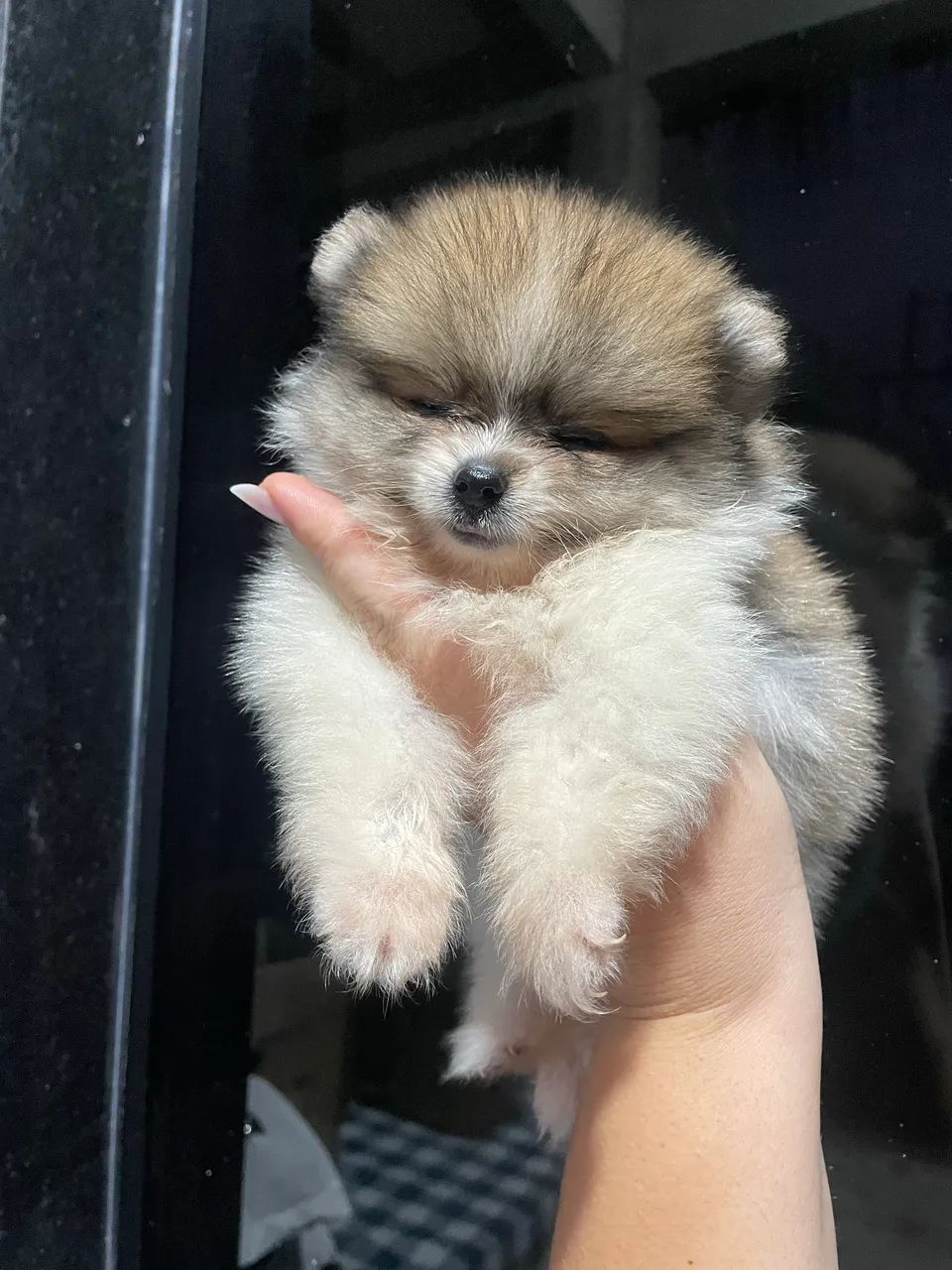 Cachorro  - Foto 3