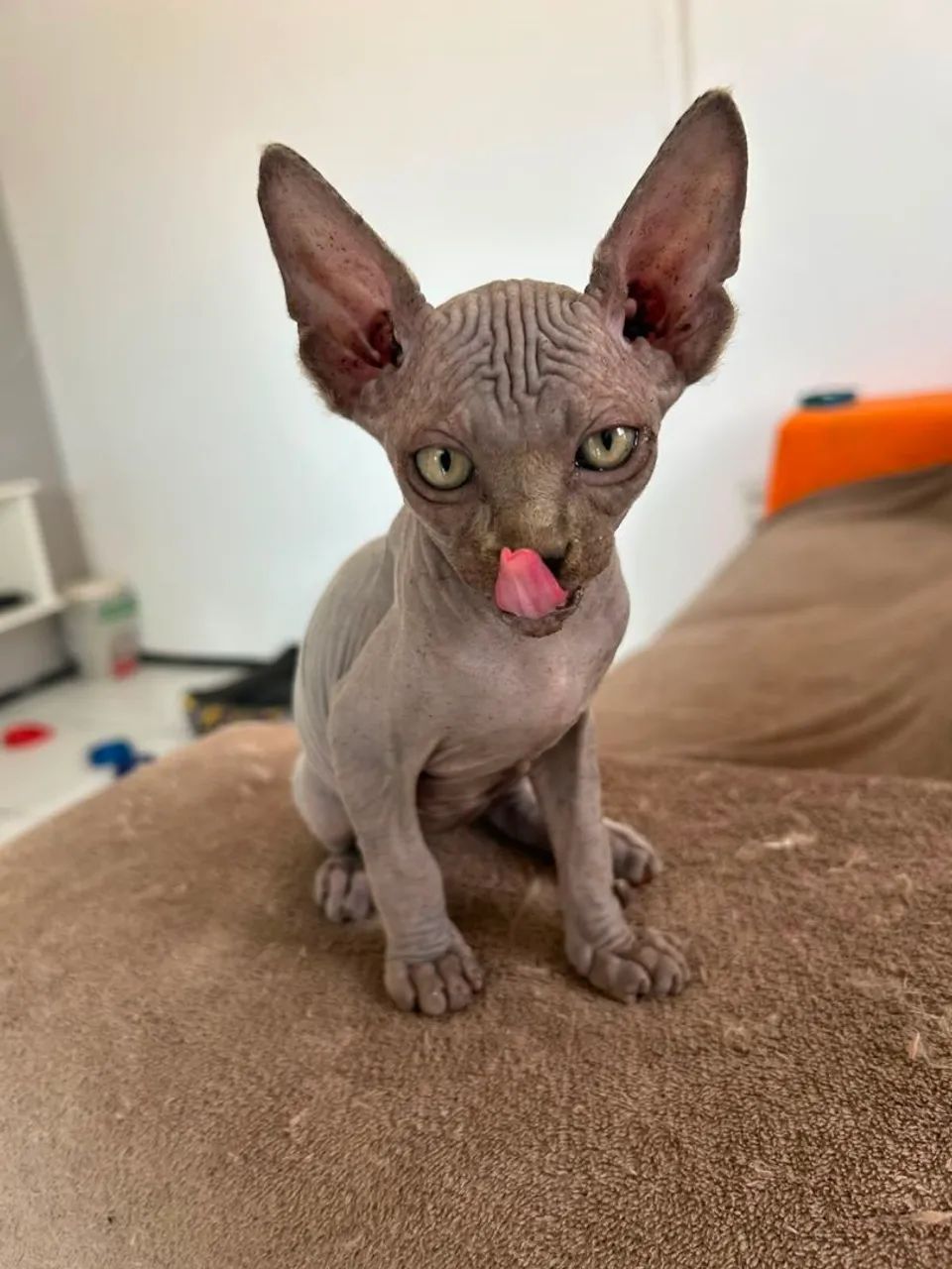 Gato phynx Elf MACHO - Foto 2