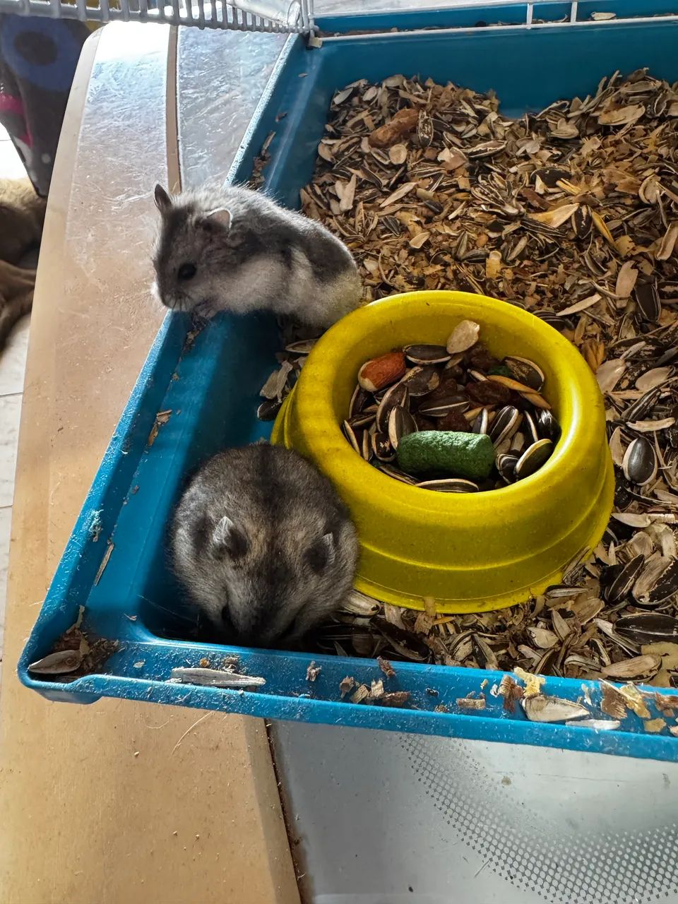 Hamster anão Russo  - Foto 4