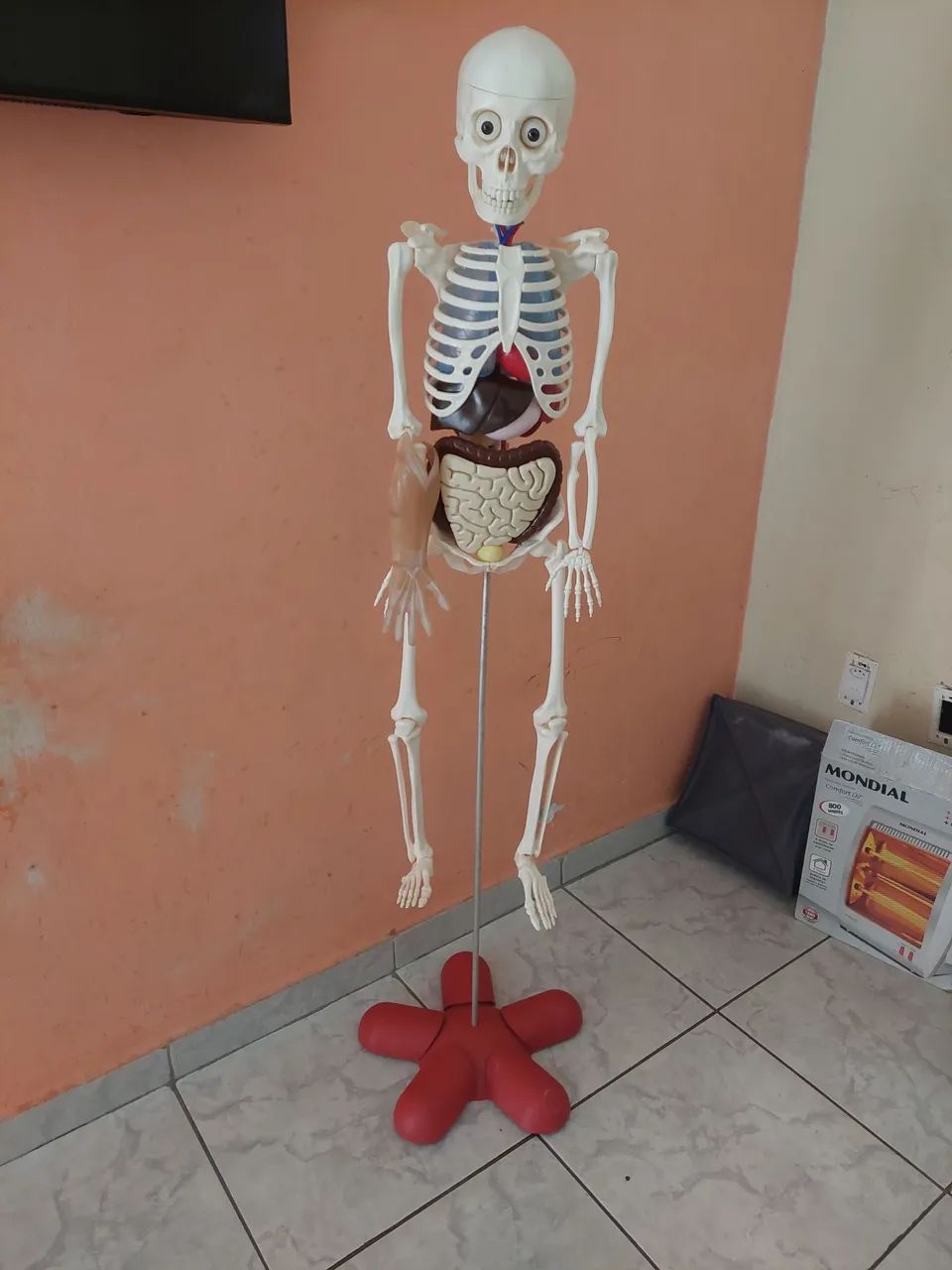 Esqueleto humano em plástico 