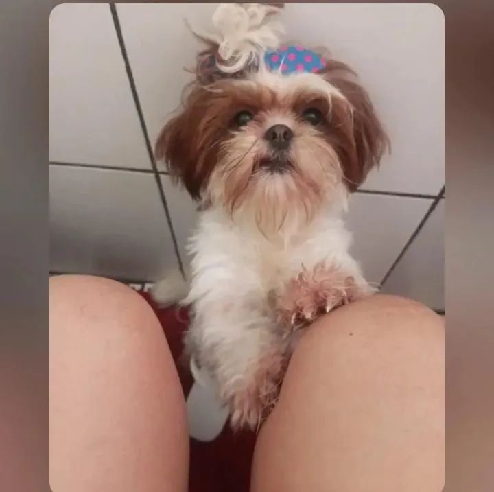 Shitzu machos disponível  - Foto 4