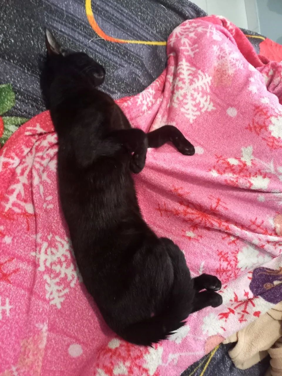 Gato preto para adoção  - Foto 3