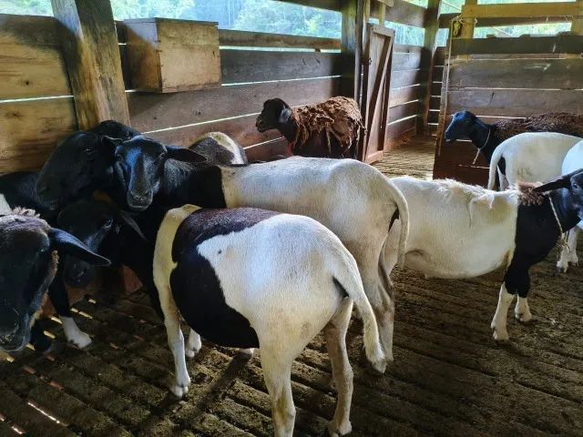 Venda de Ovinos - Dorper e Santa Inês (Mestiços) - Foto 5