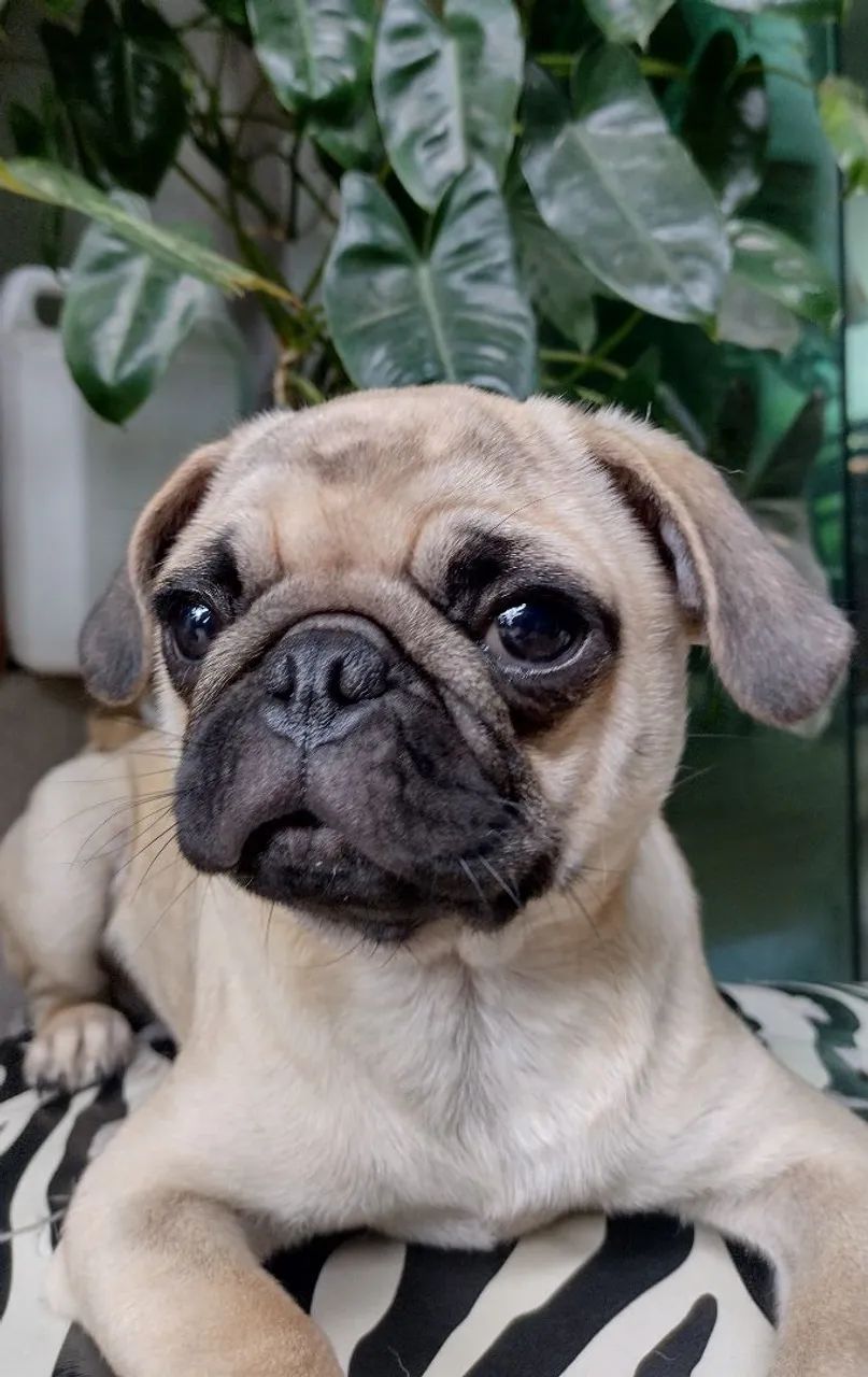 Pug - Foto 3