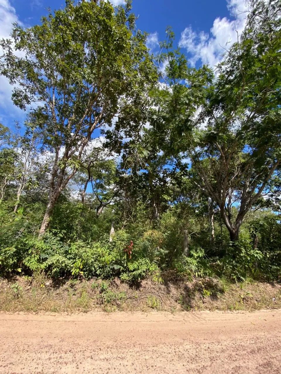 Fazenda 350 hectare a 3km da cidade  - Foto 5