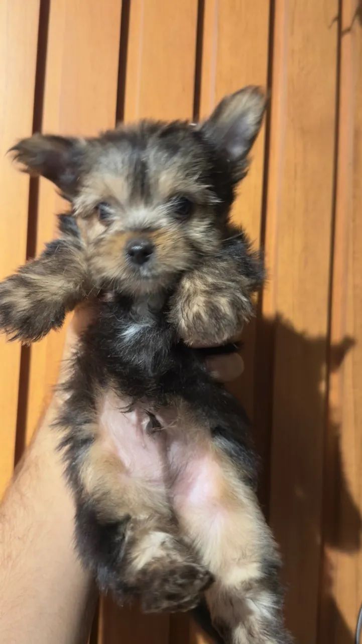Yorkshire Terrier  - Foto 3