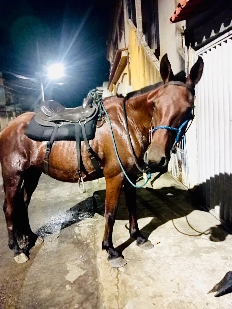 VENDE SE ÉGUA COM FILHOTE DE BURRO