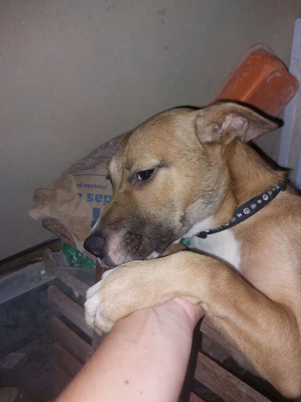 Doação, cachorrinha de 4 meses - Foto 2