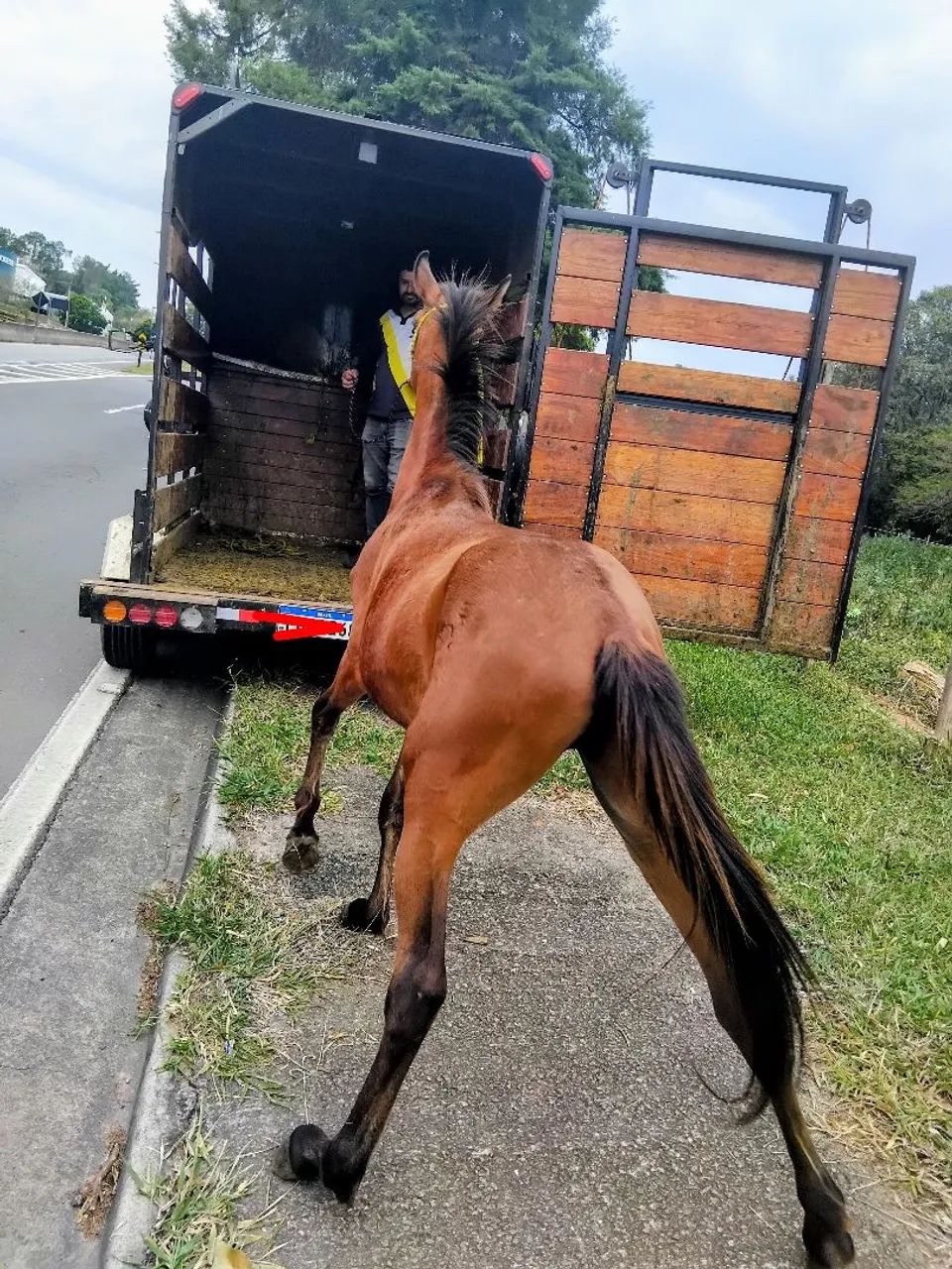 Cavalo - Foto 2
