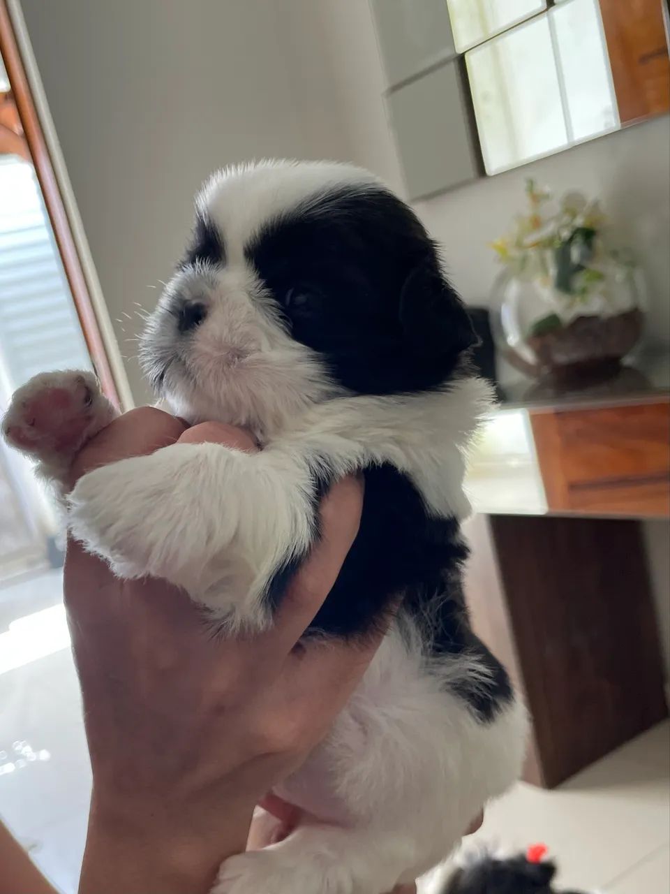 Cachorro Shih Tzu MACHO  - Foto 3