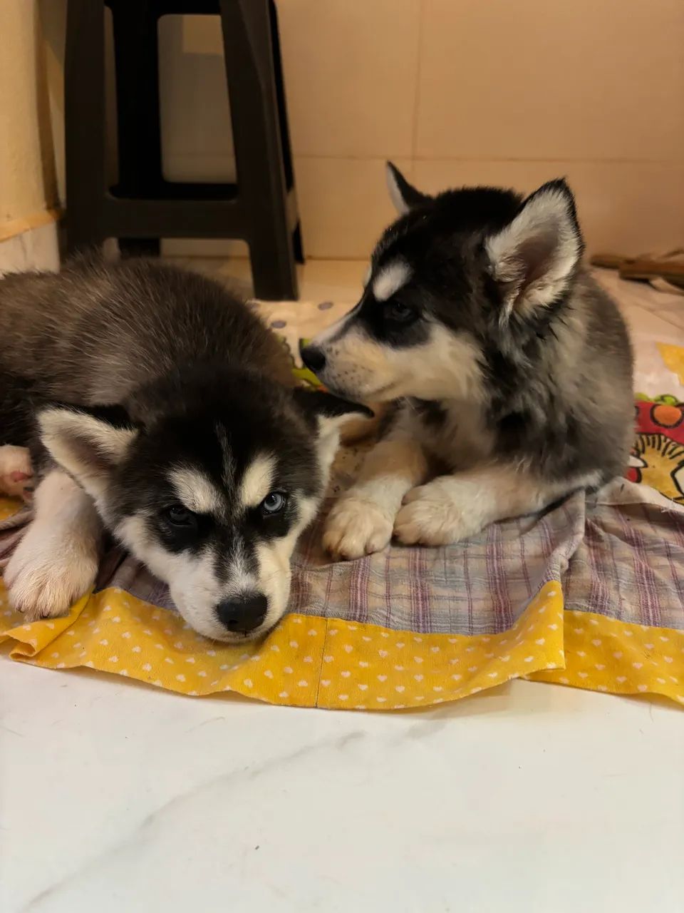 Husky Siberiano - Foto 5