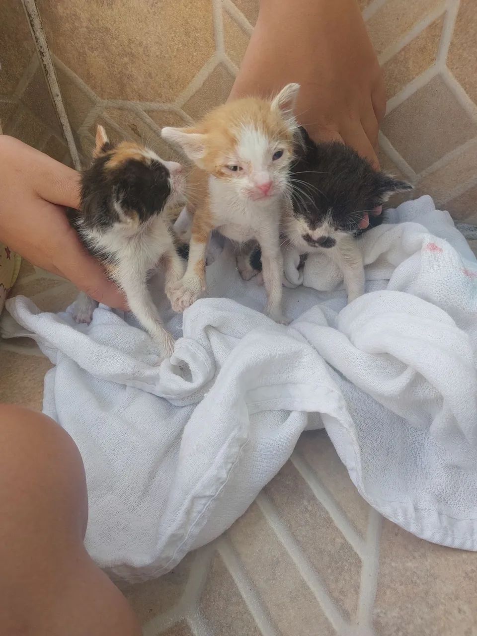 Responsável muito novinhos uma fêmea e dois machos