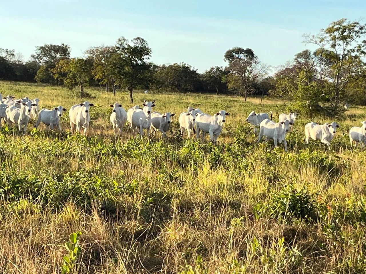 Fazenda 258 hectares  - Foto 2