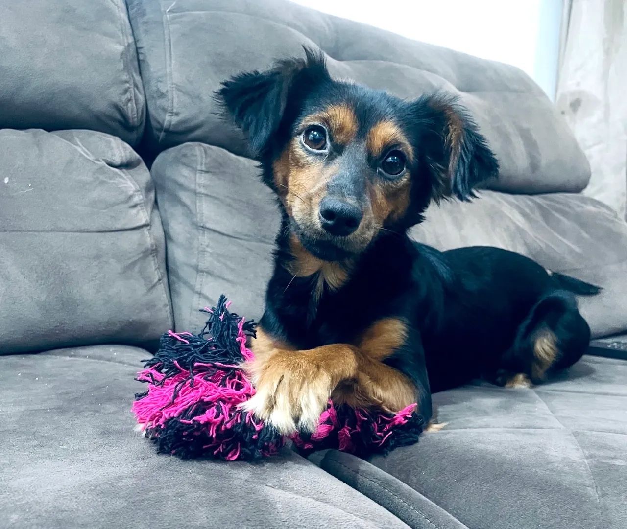 Pet disponível para adoção  - Foto 4