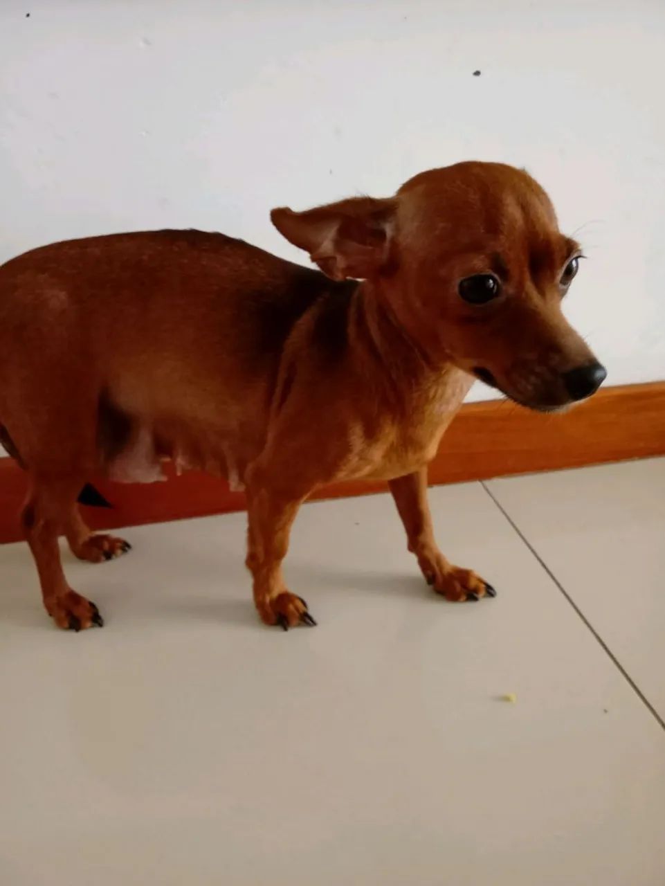 Filhotes de Pinscher  - Foto 2