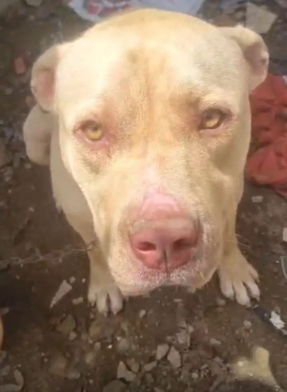 Pitbull puro