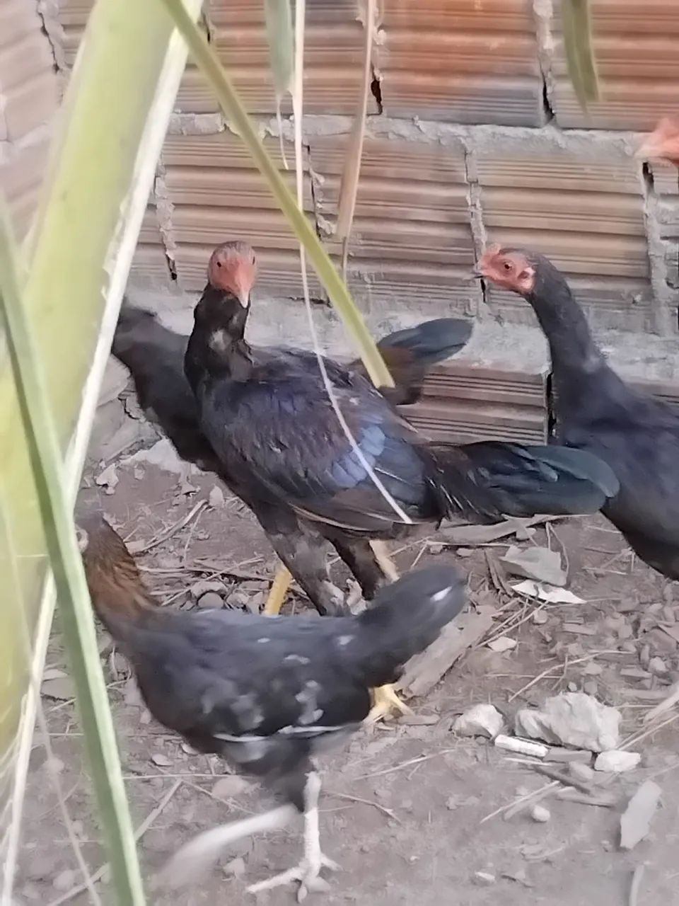 Frango e frangas - Foto 5