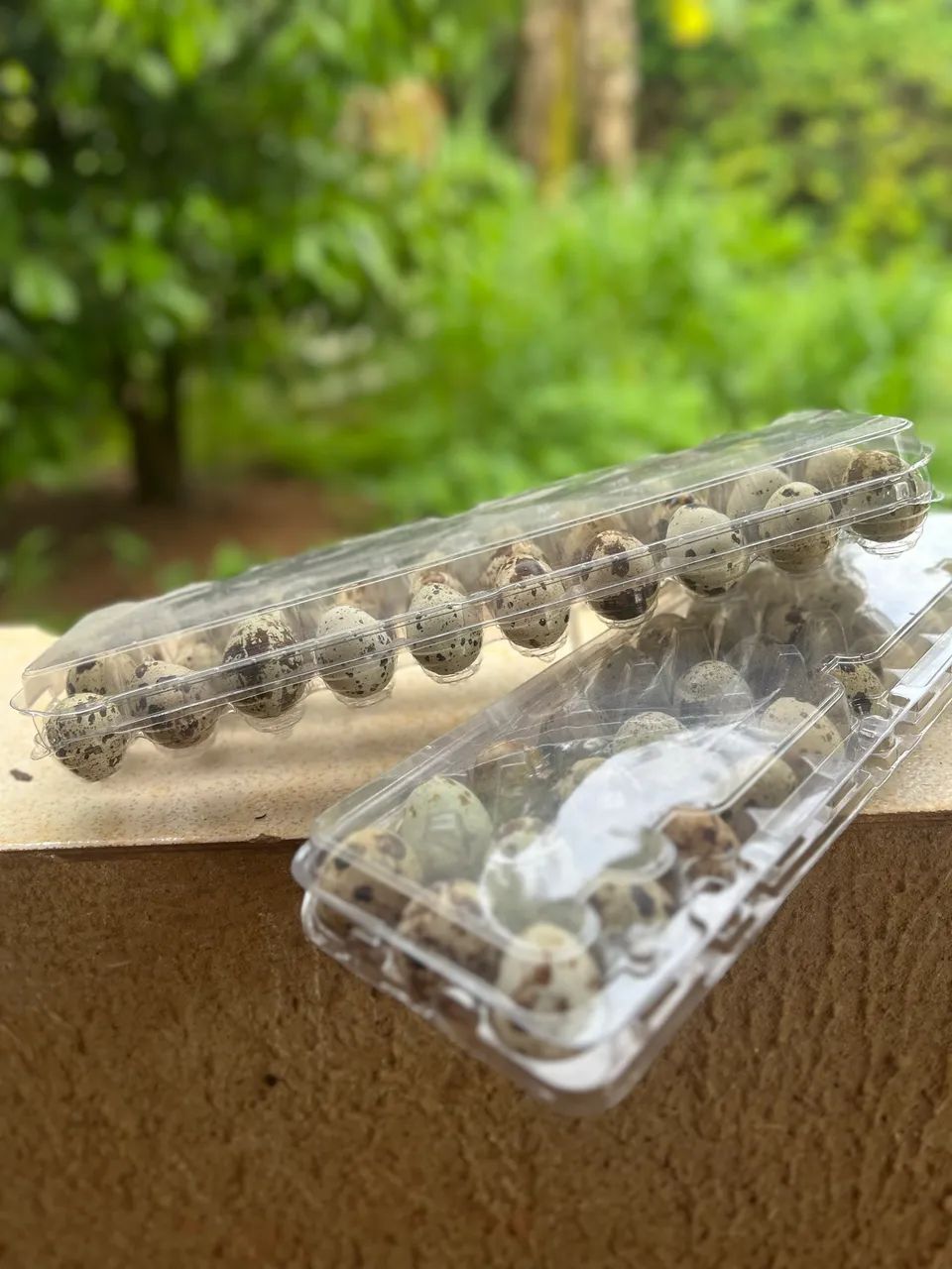 Ovos de codorna para consumo  - Foto 3