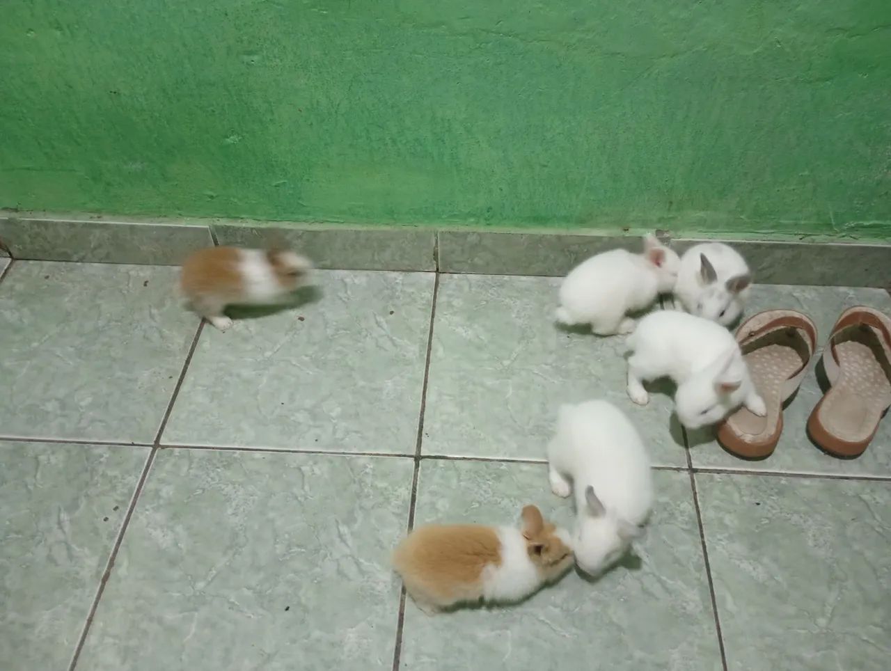 Coelhos 