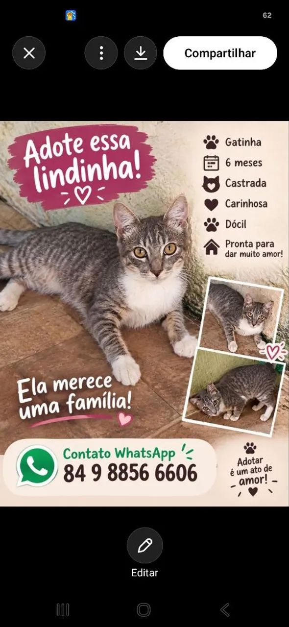 Gatinho para adoção 