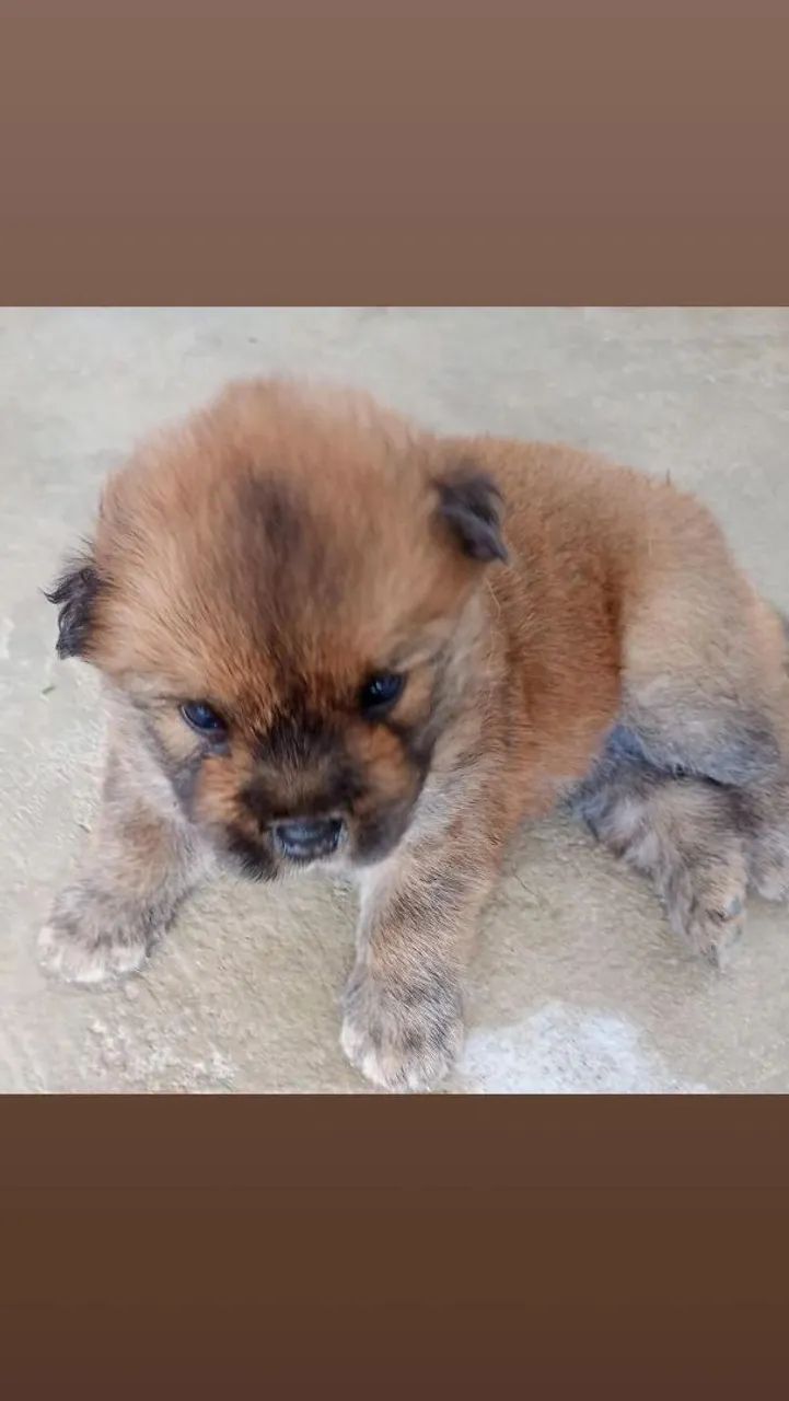 Filhotes Chow Chow  - Foto 5