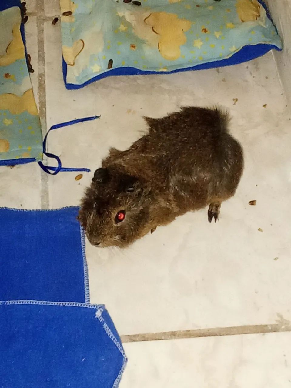 Porquinho da índia