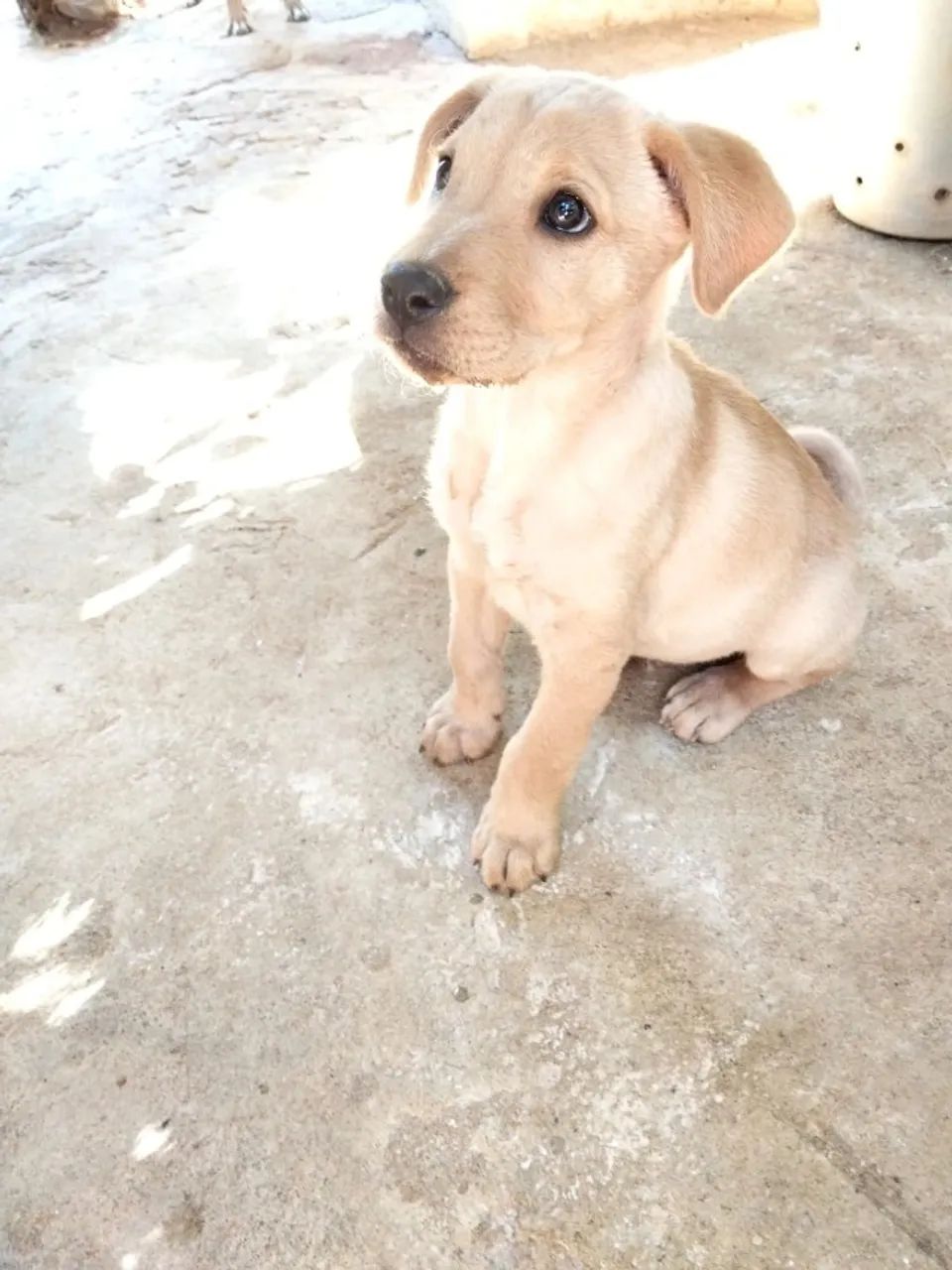 Cachorro macho