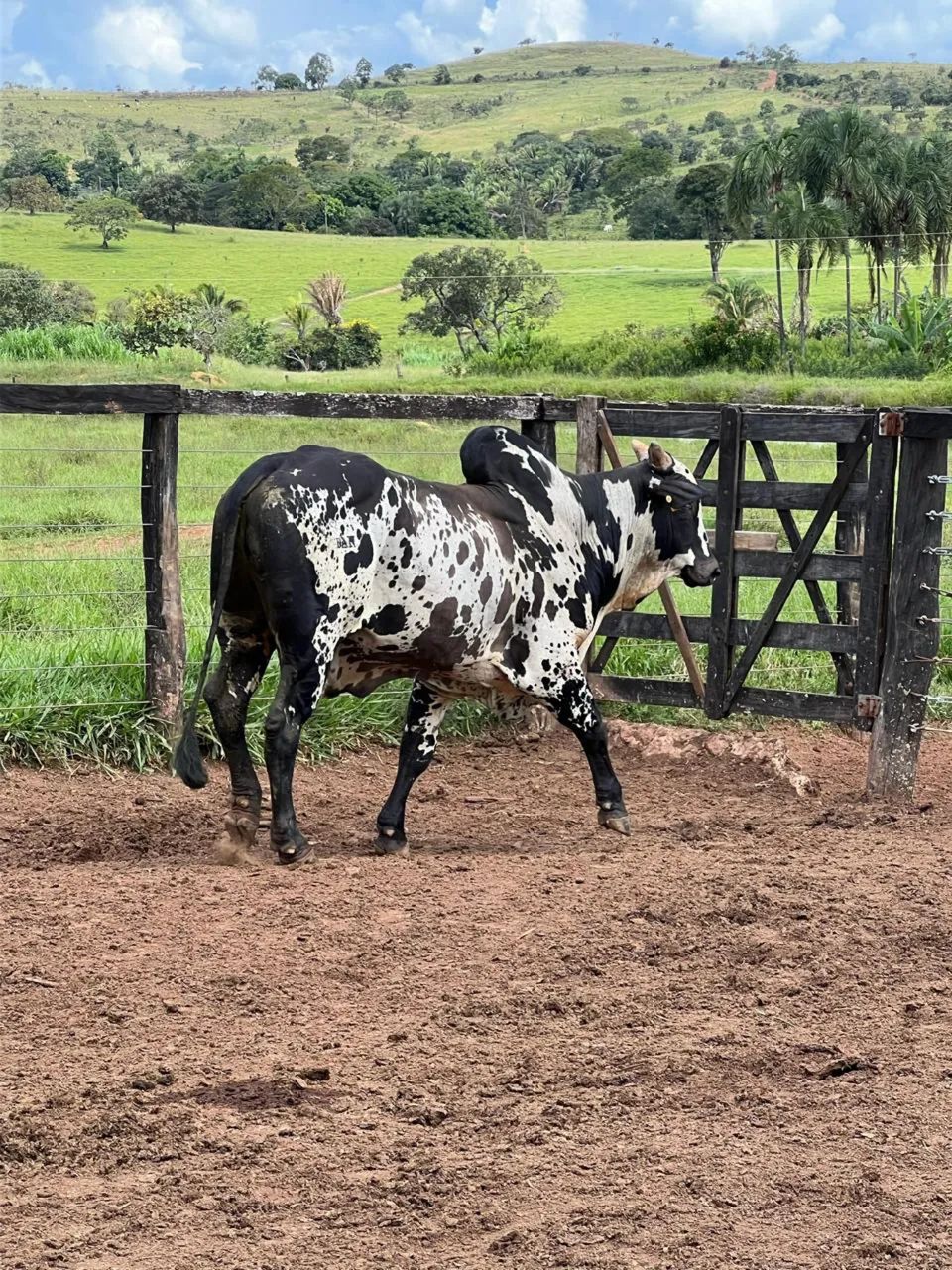TOURO NELORE PINTADO PRETO 4 ANOS - Foto 3