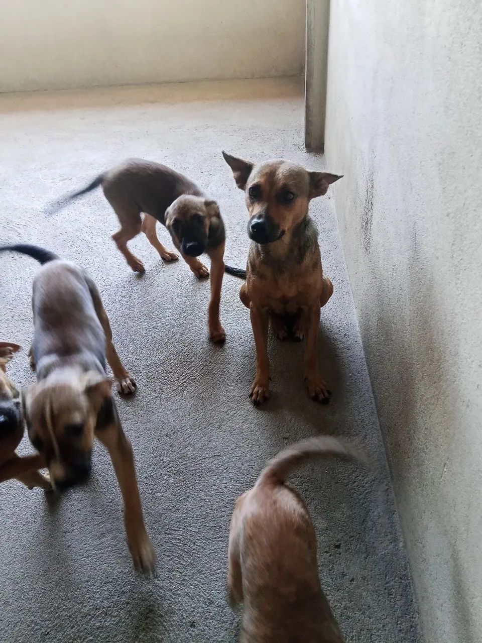 Cadela e filhotes para adoção responsável 