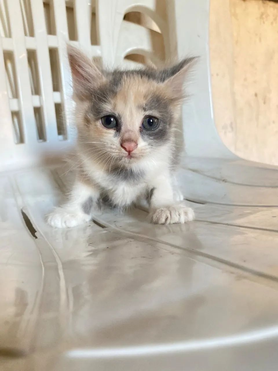 Gatos para adoção  - Foto 2