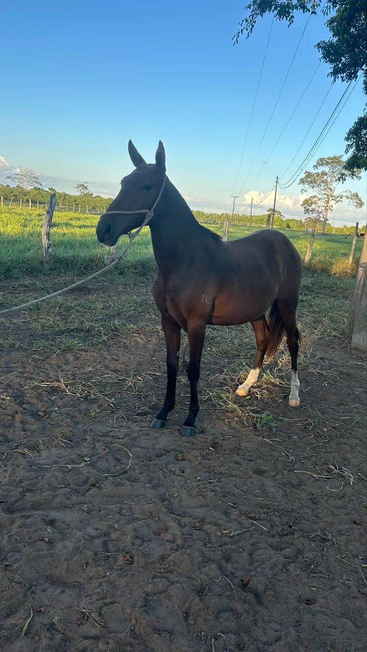 Vendo porda 1 ano e 7 meses  - Foto 2