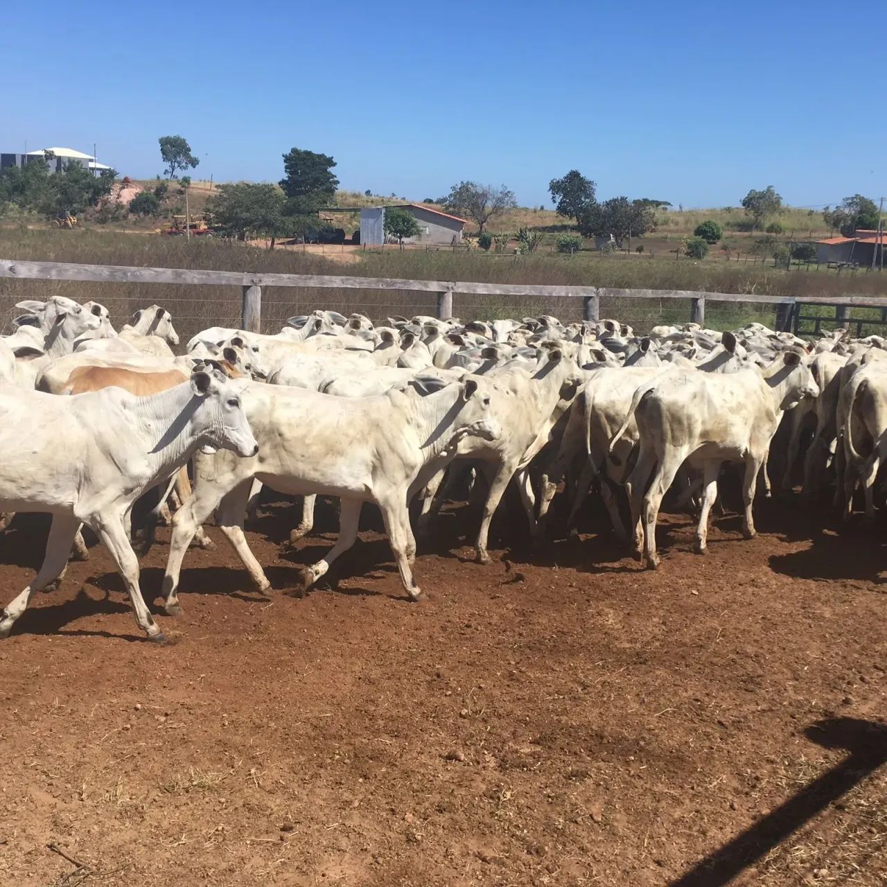 Fazenda a venda em Goiatins - TO - Foto 2