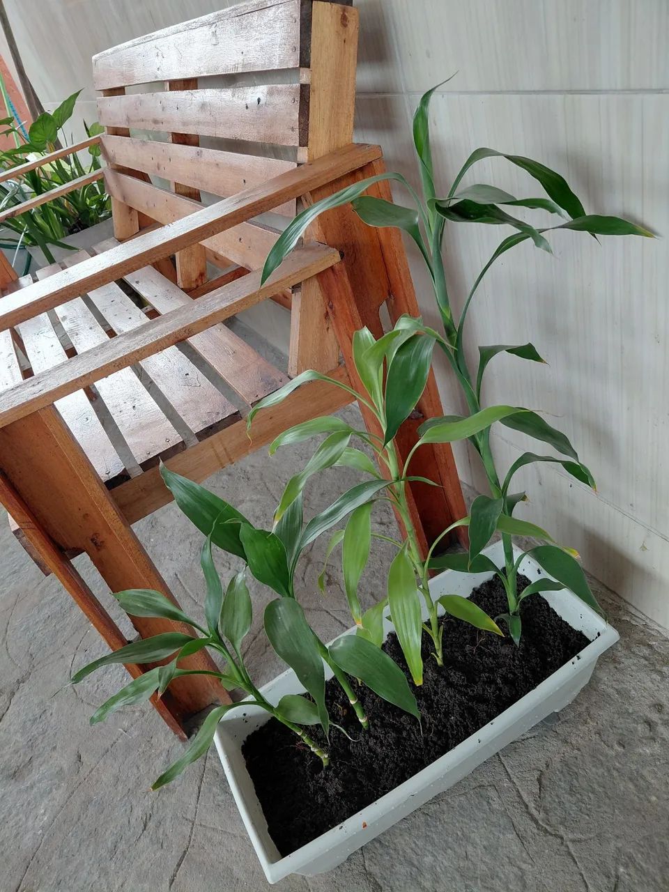 Bambu da sorte (apenas haste)