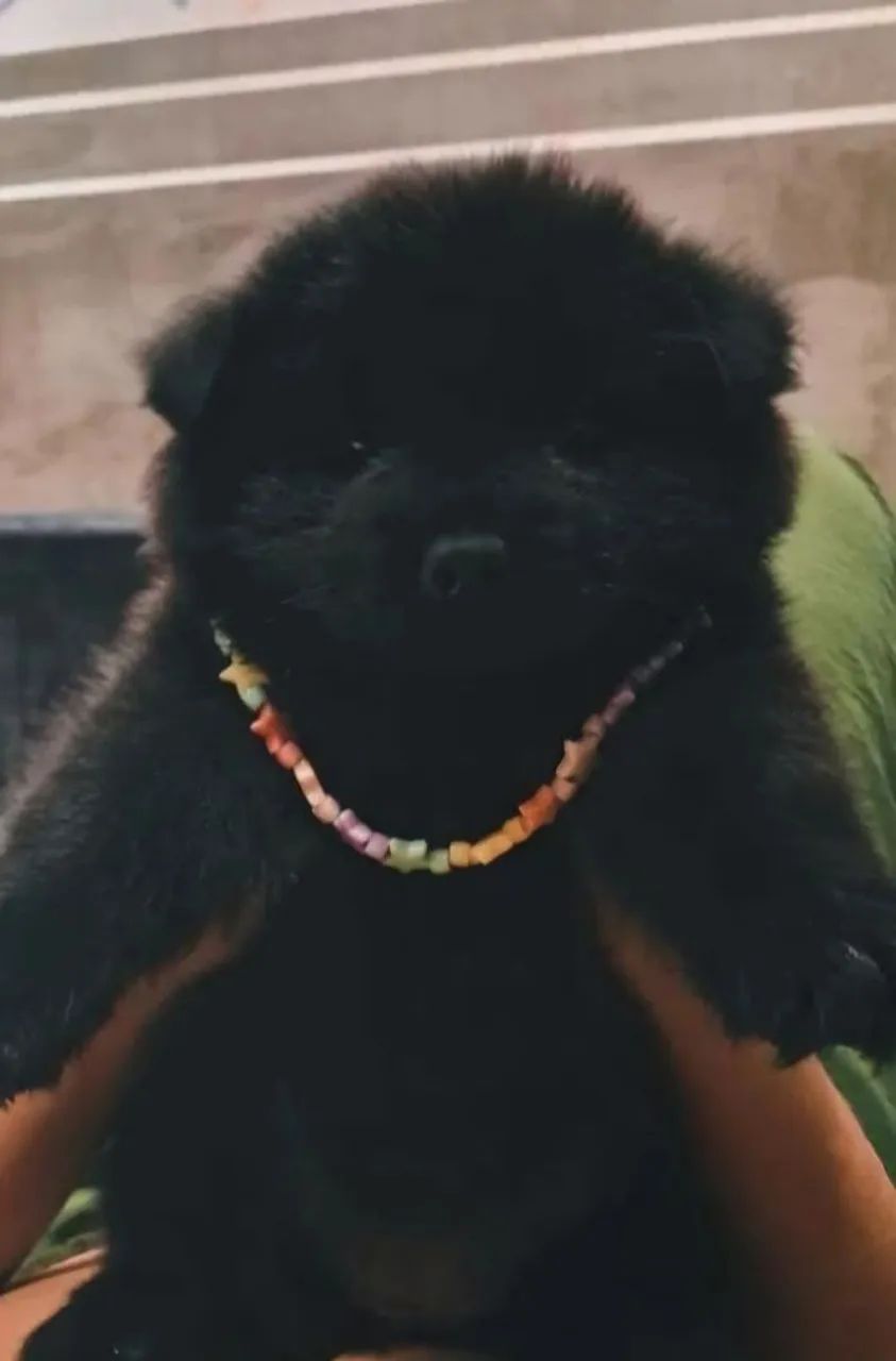 Filhotes de Chow Chow - Foto 3