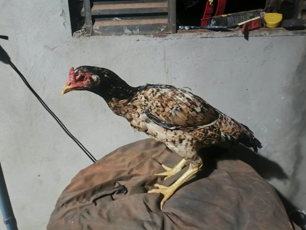 Vendo galinha índia 