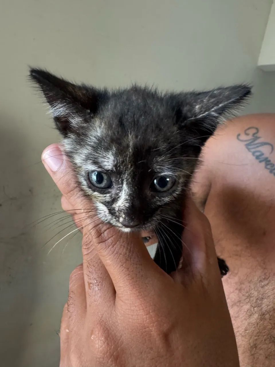 Doação gato