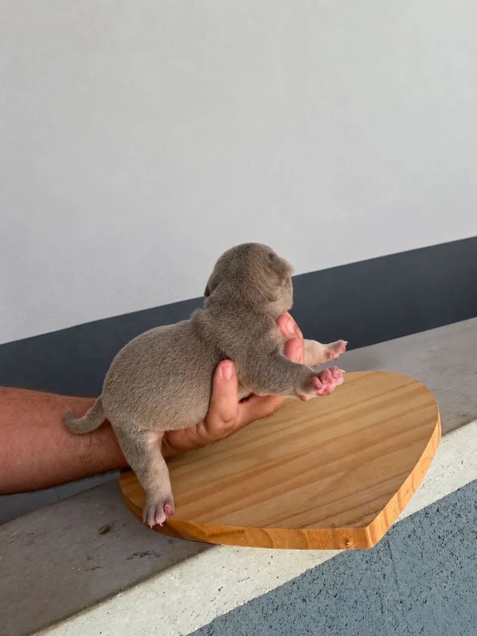 American bully micro