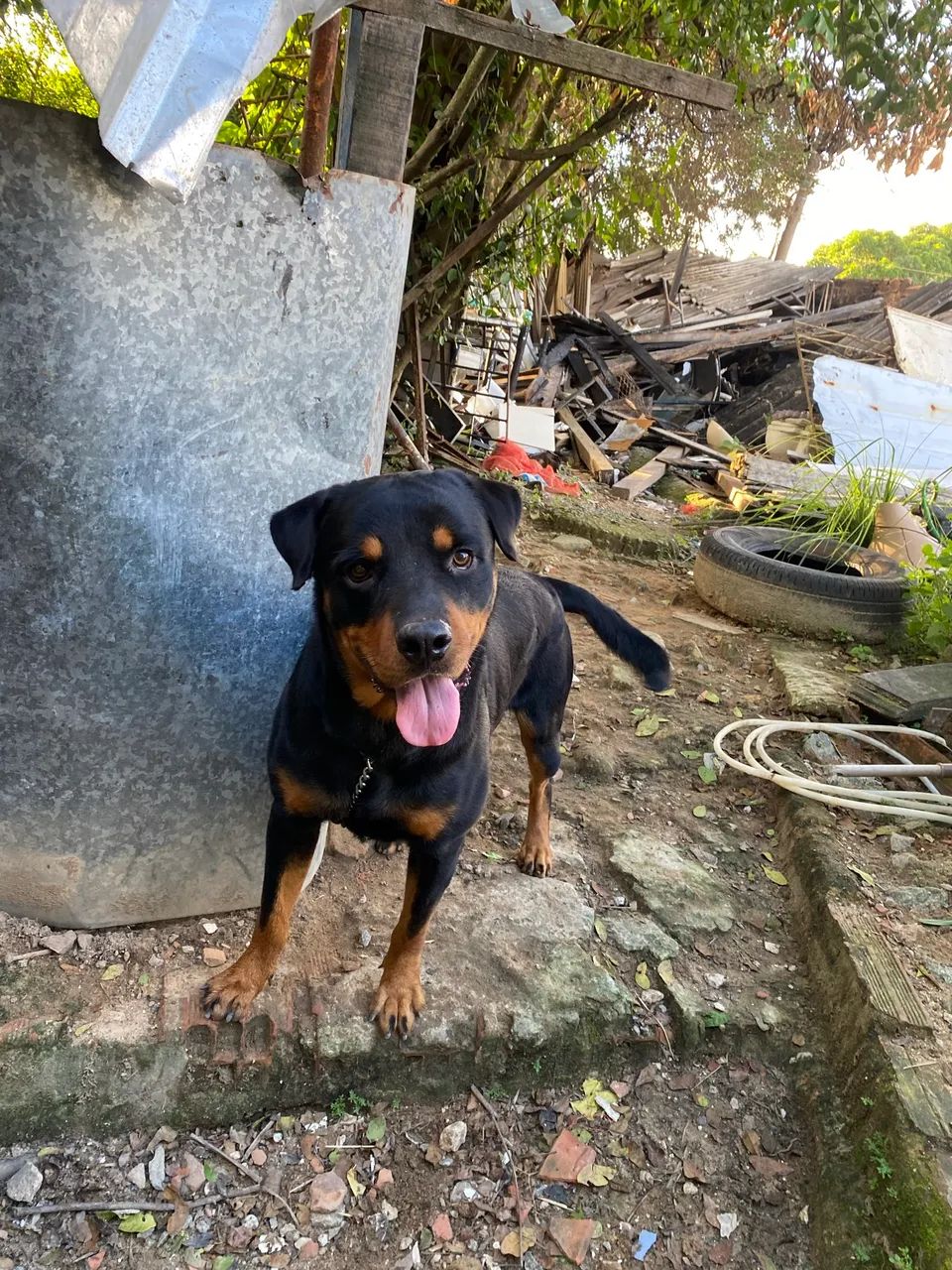 Rottweiler puro  - Foto 5
