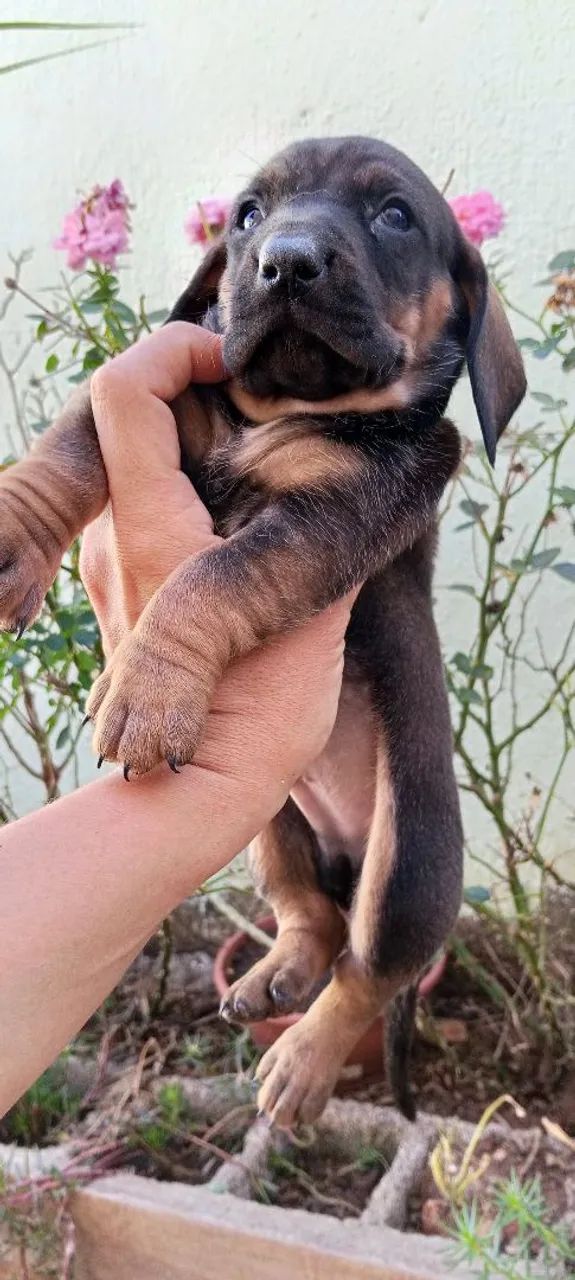 Basset dachshund macho 