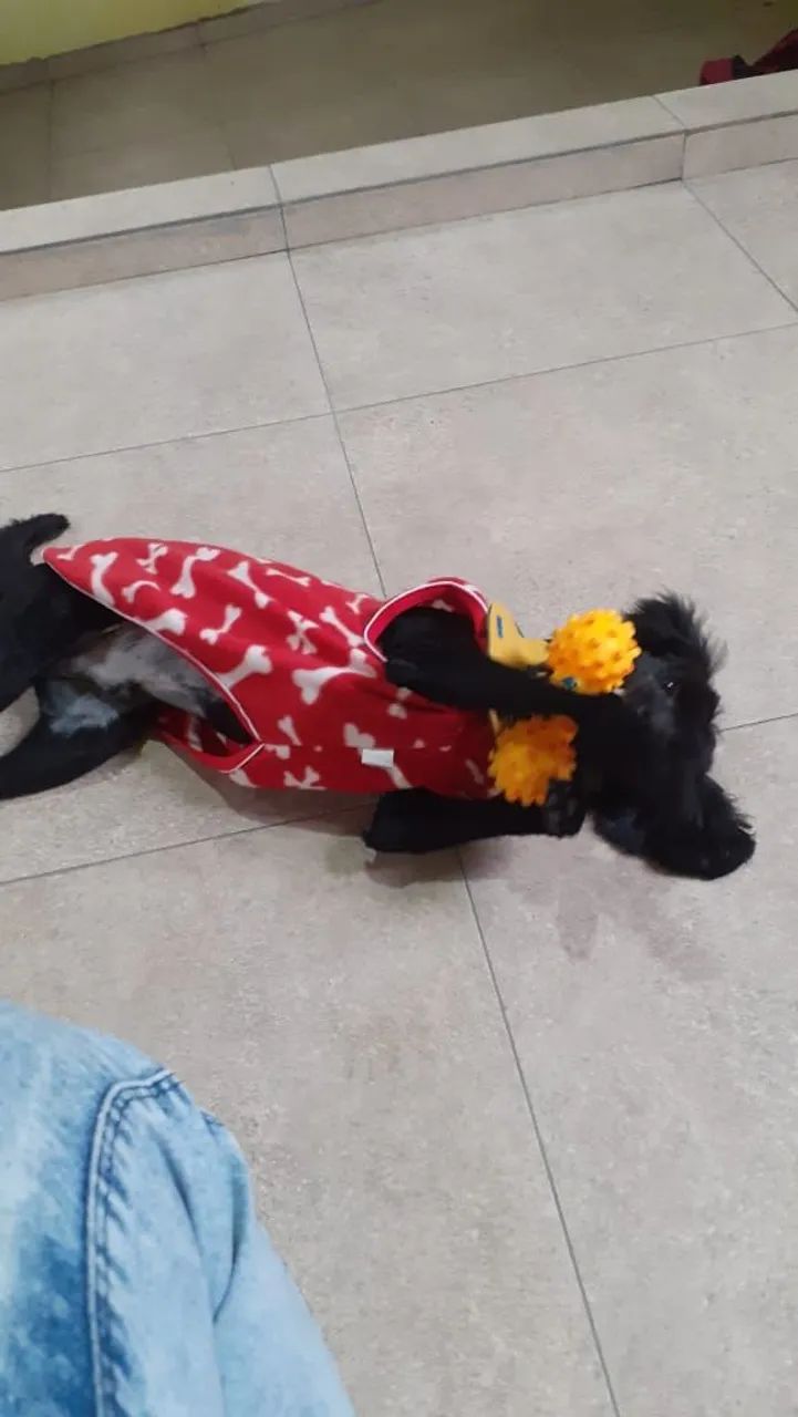 DOA-SE POODLE  - Foto 4
