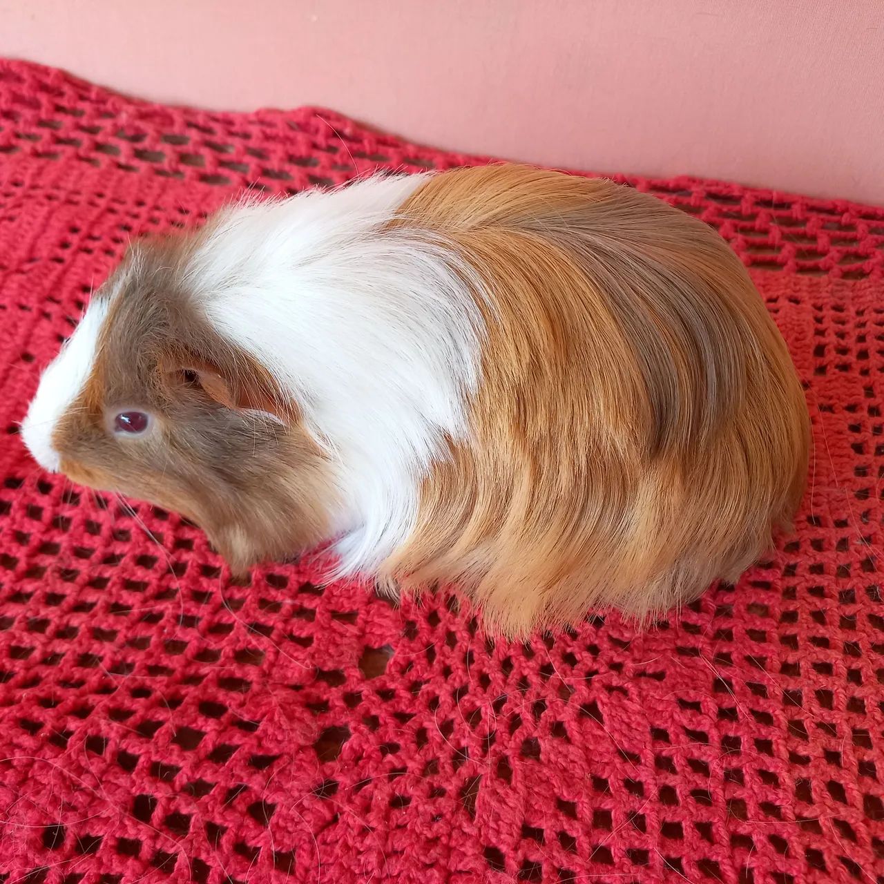 Porquinho da Índia Sheltie pelos Longos  - Foto 2
