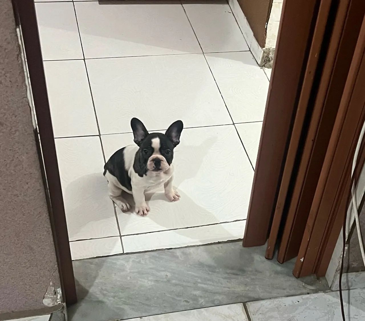 Buldogues francês 