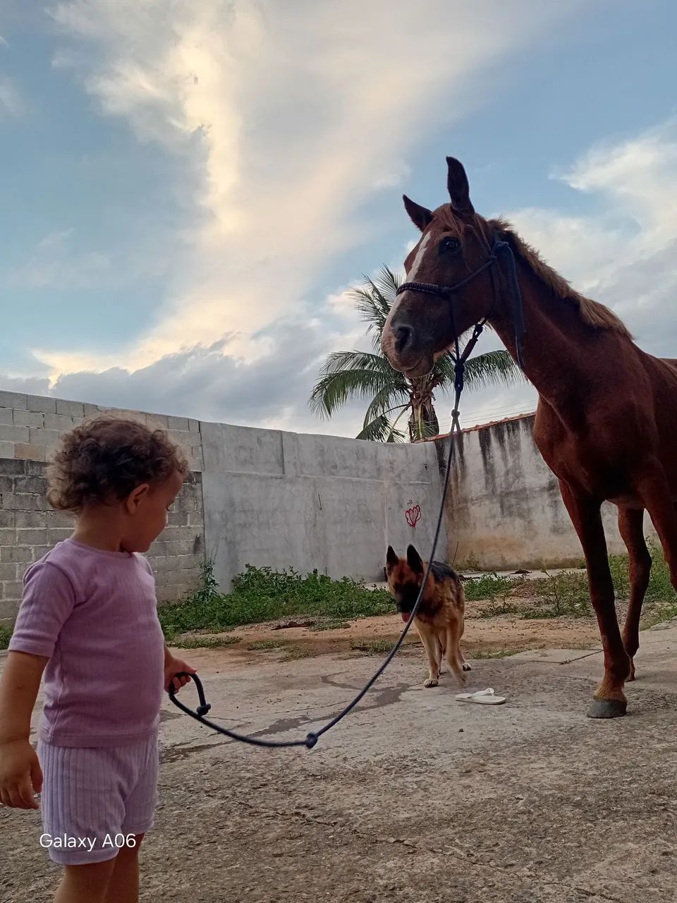 Egua madura  - Foto 4