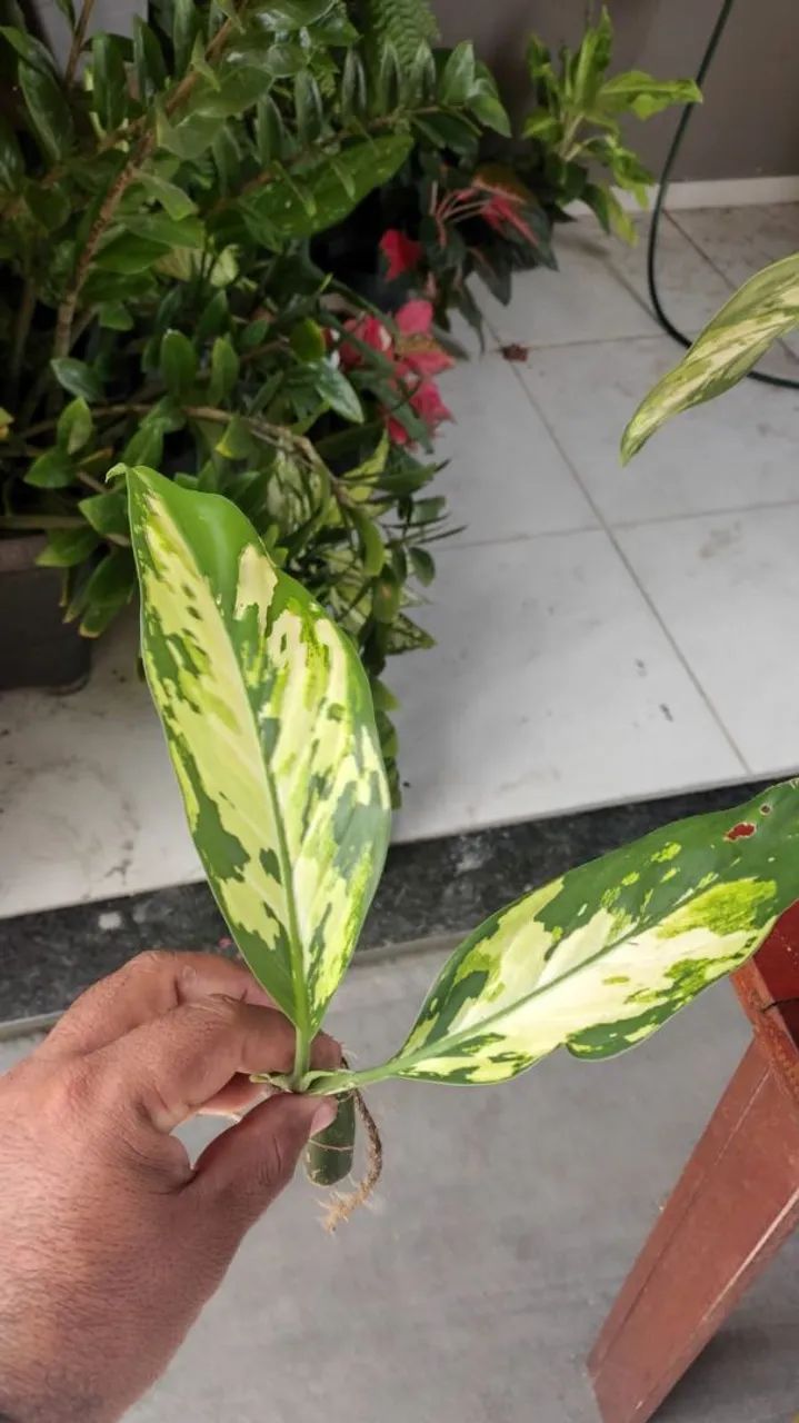 DIEFFENBACHIA ( comigo ninguém pode) - Foto 3
