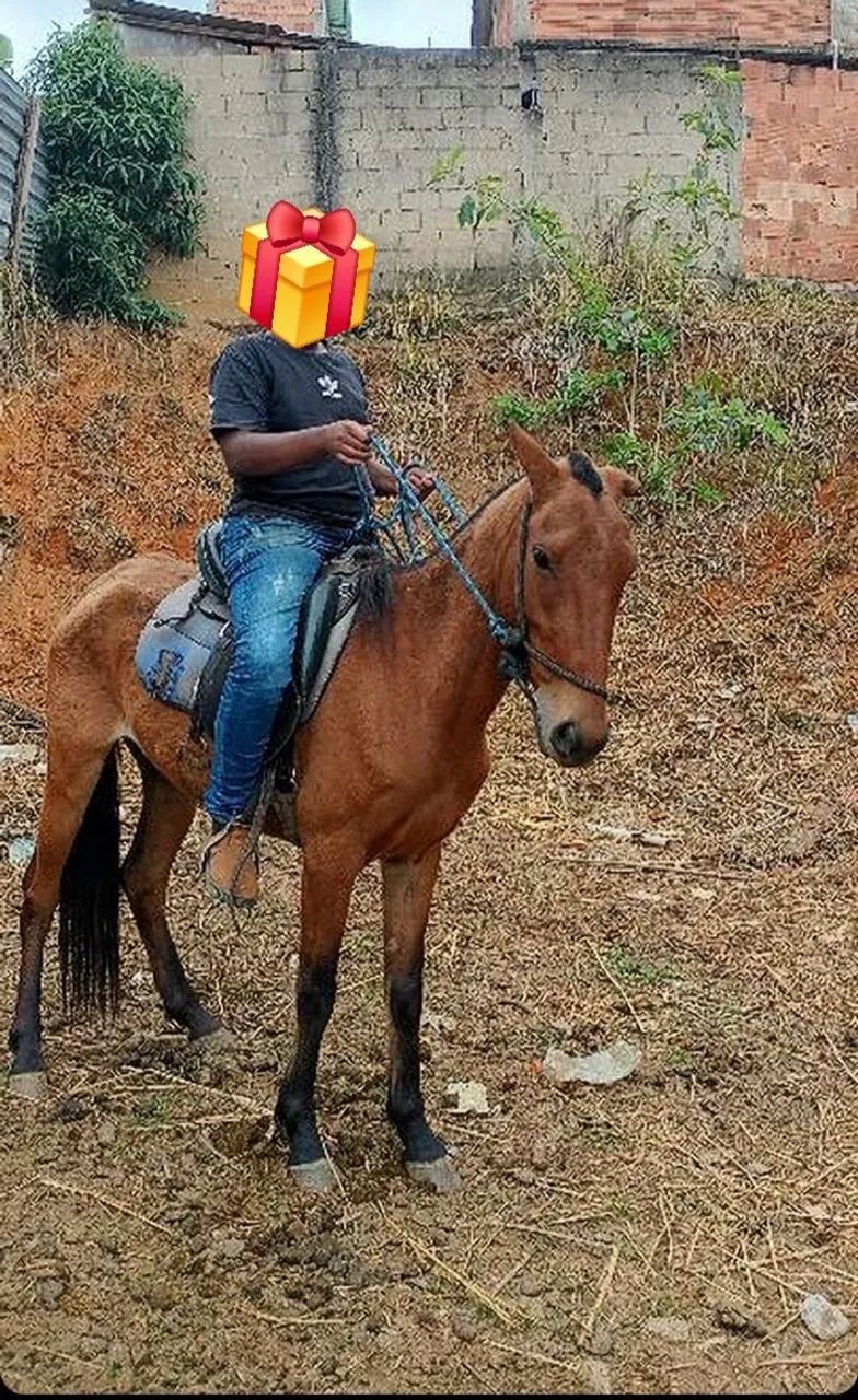 Égua Marcha Picada  - Foto 3