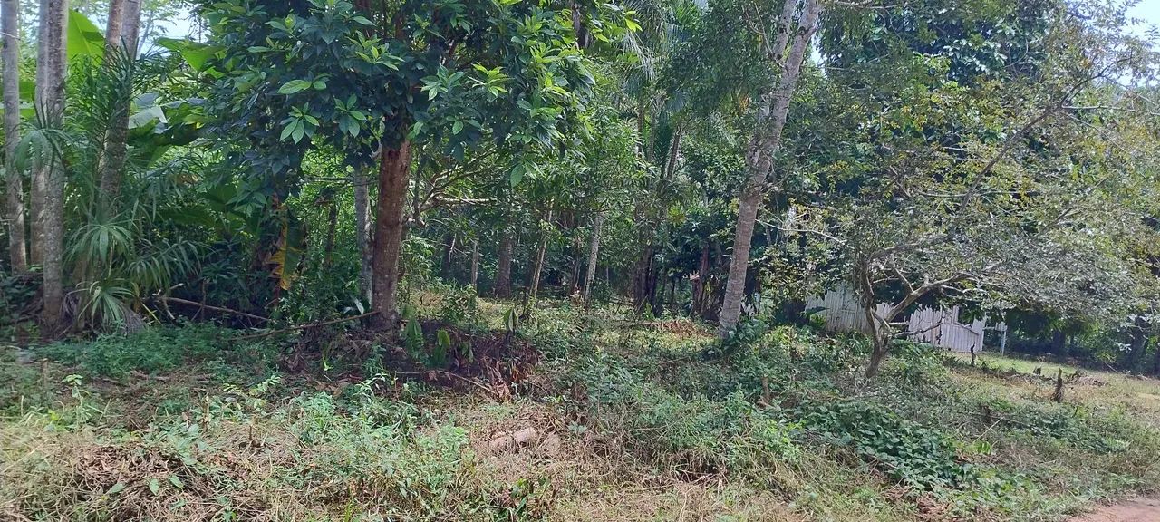 Terreno próx presidente Figueiredo  - Foto 4