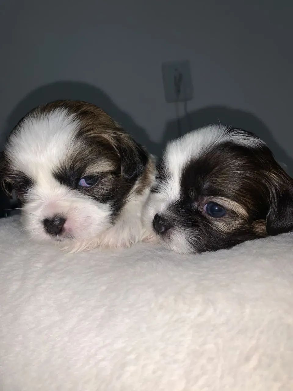 Lhasa Apso Filhotes - Foto 2
