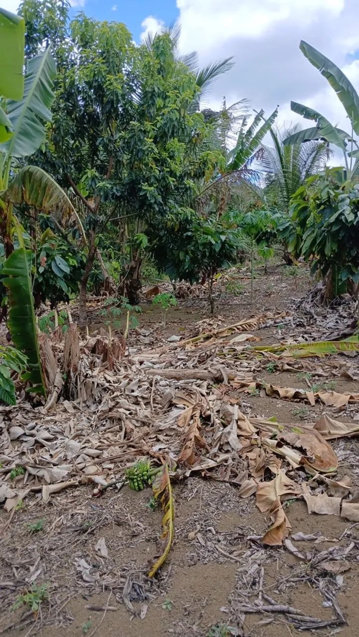 Sítio/Roça de cacau e banana 