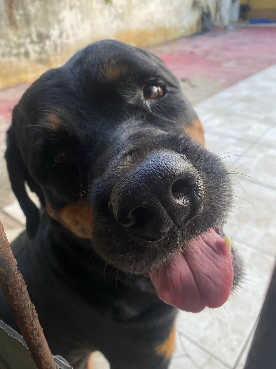 Filhote de rottweiler macho  - Foto 5