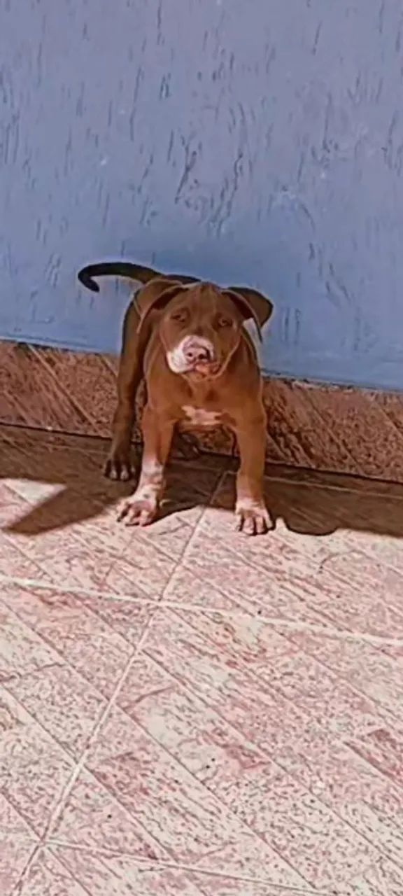 American pitmonster lilac - Foto 2